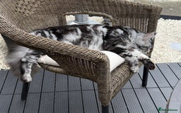 Maine Coon cats for sale: Maine Coon Boy needing rehoming - Image 6