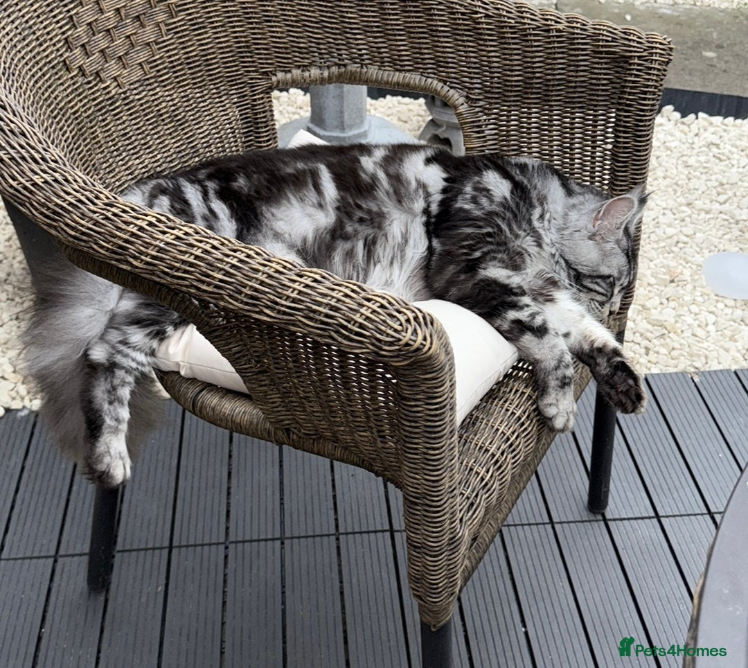 Maine Coon cats for sale: Maine Coon Boy needing rehoming - Image 6
