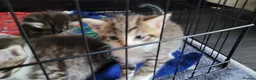 Mixed Breed cats for sale: 4 kittens *3boys* *1girl* available Sept  - Advert 6