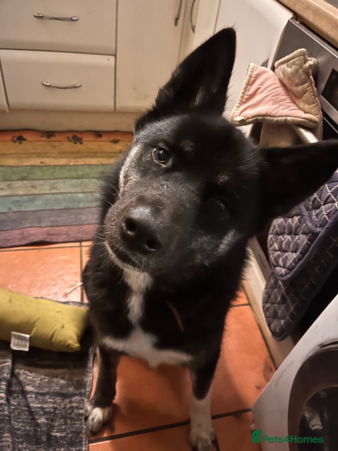 Mixed Breed dogs for sale: Comet - Image 5
