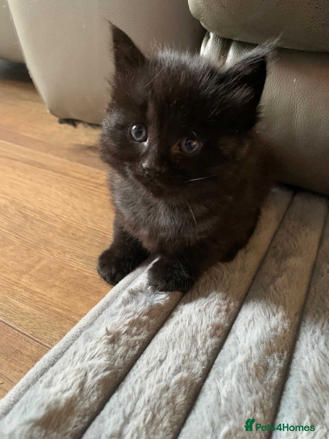 British Longhair cats for sale: Beautiful Tuxedo X Long haired Kittens ❤️ - Advert 2