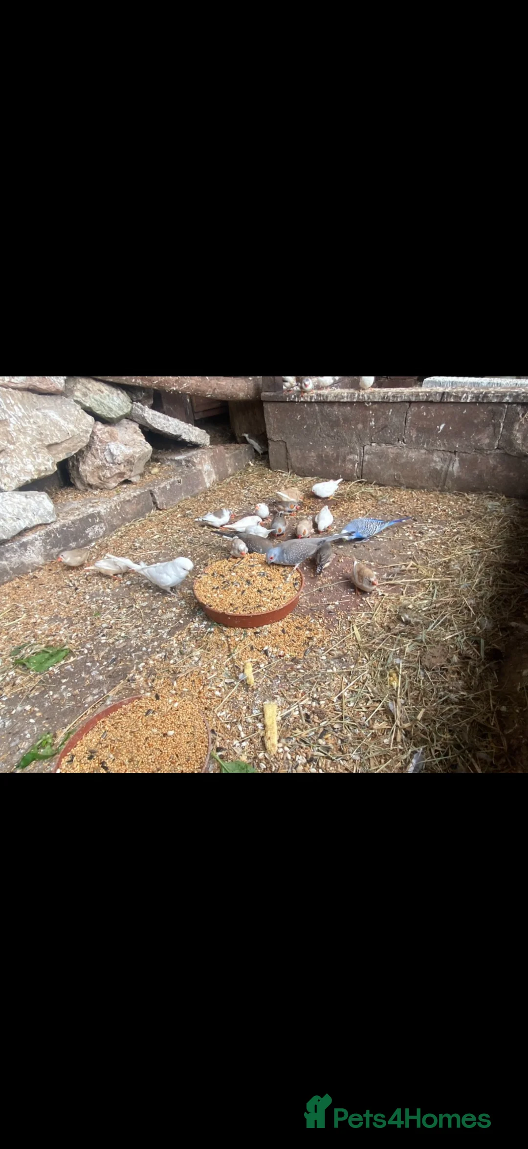 Mixed Breed birds for sale: Birds  - Advert 2
