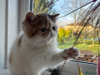 Exotic cats Exotic kittens - Advert 17