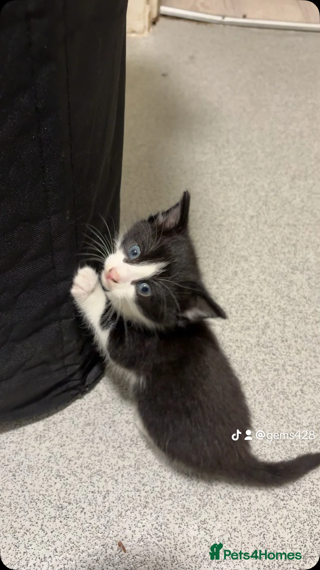 Mixed Breed cats for sale: Half bengal and Norwegian forest cat in Worcester Park - Advert 24