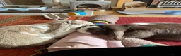 Mini Lop rabbits for sale: Rupert & Ruby – Looking for a Loving Forever Home  - Advert 1