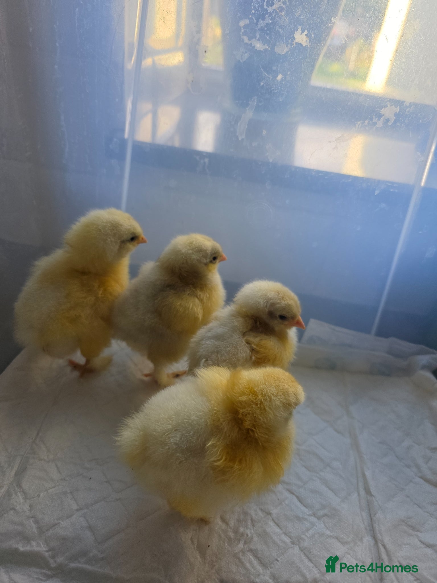 Chickens poultry 4 x week old LF white cochin chicks - Advert 1
