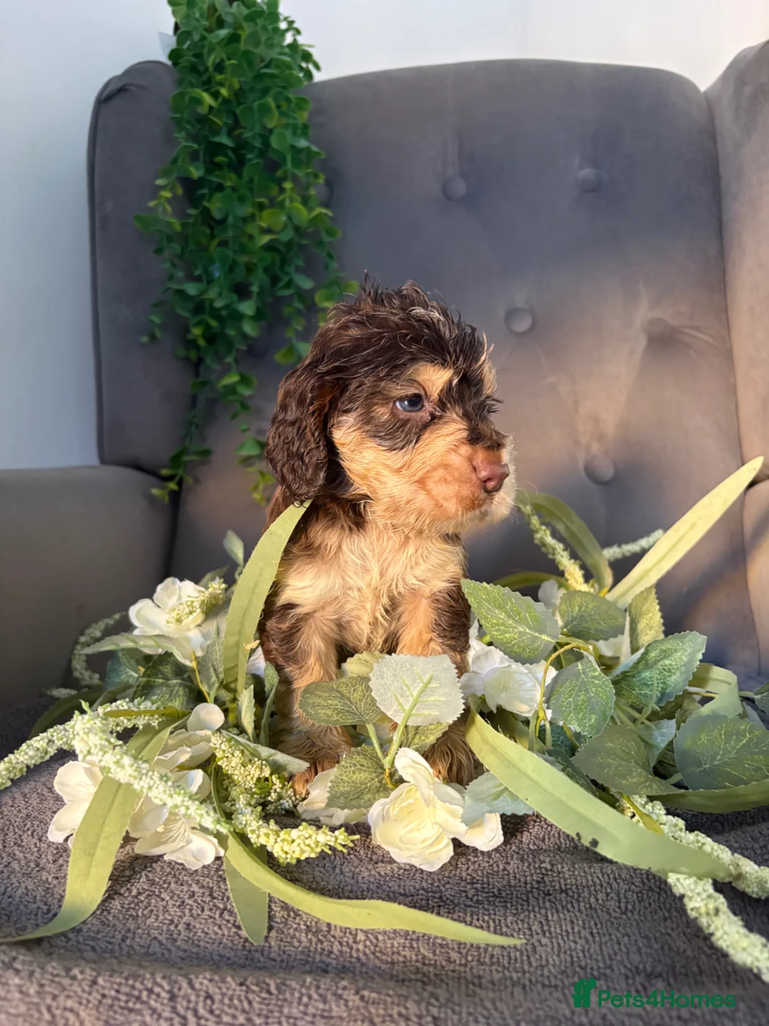 Cocker Spaniel dogs for sale: ⭐ STUNNING SHOW TYPE COCKERS ⭐  - Advert 1