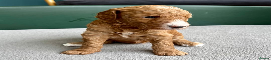 Double Doodle Miss Silver