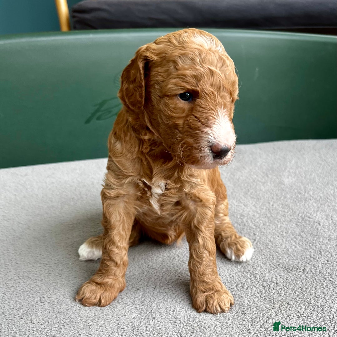 Double Doodle dogs for sale: Beautiful Double Doodle Puppies - Image 8