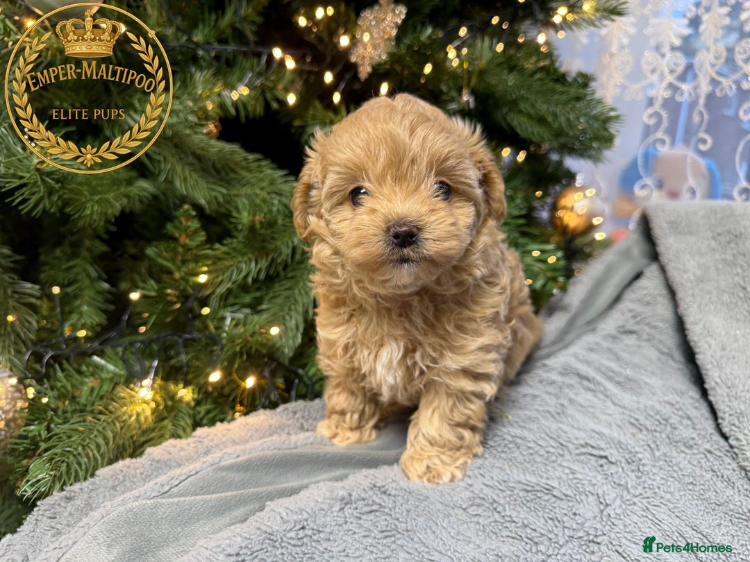 Maltipoo dogs for sale: Adorable maltipoo girl ready now - Advert 12