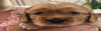 Cockalier 4