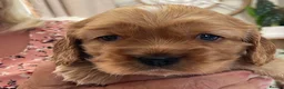 Cockalier dogs for sale: F1 Cockaliers best of both breeds  - Advert 3