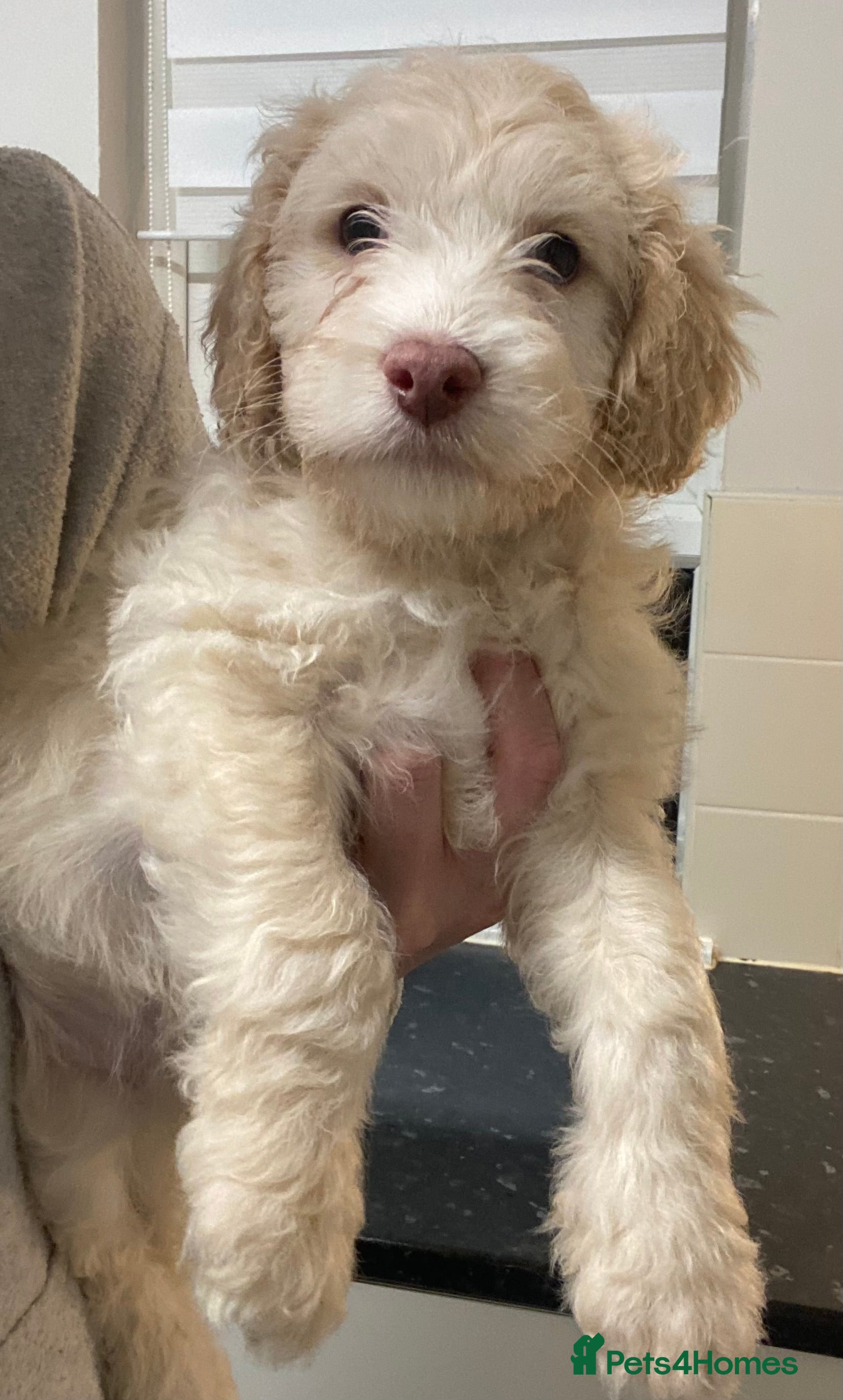 Cockapoo dogs Beautiful F2 Cockapoo puppies 🏡🐶  - Advert 11