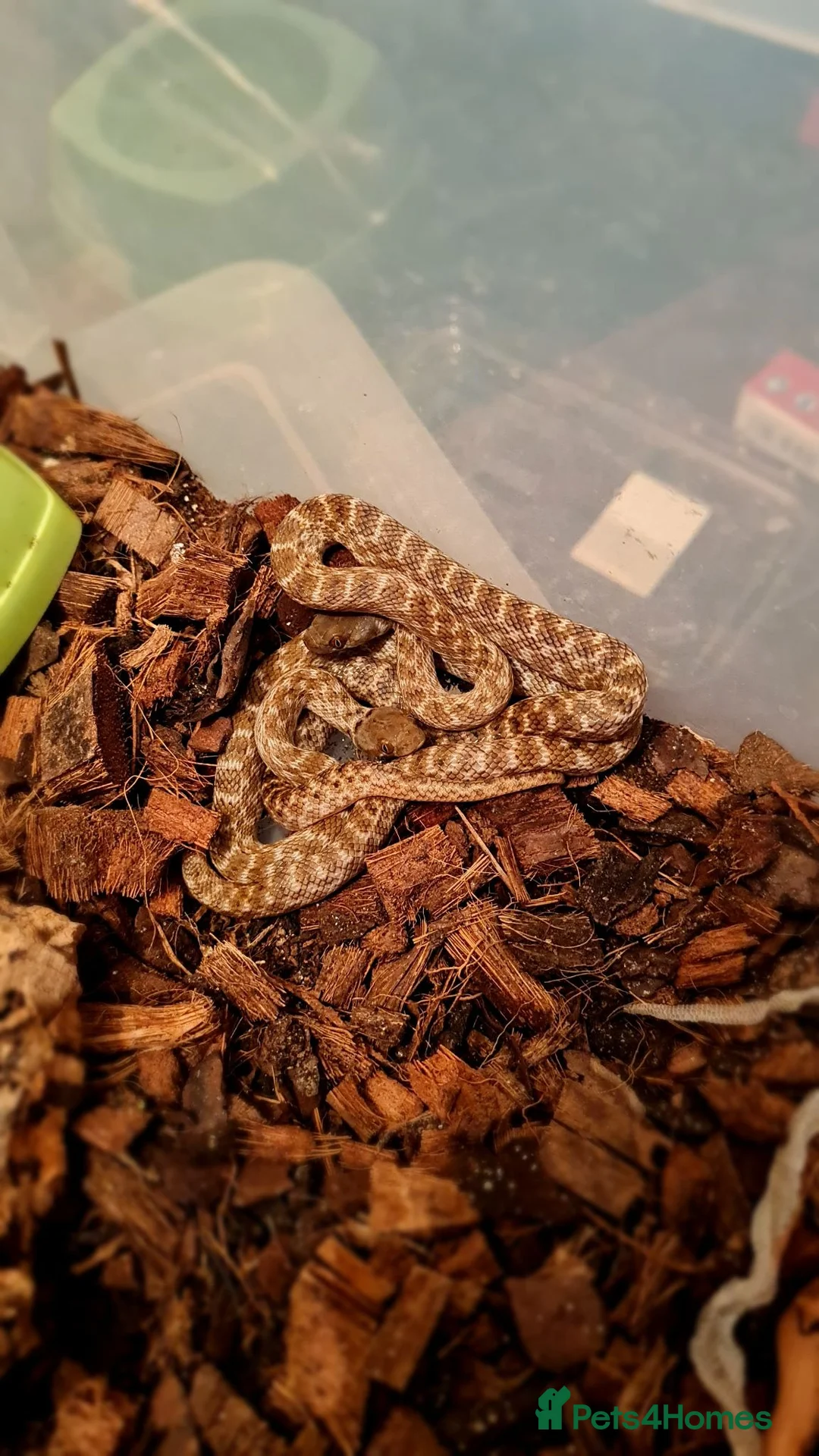 Snake reptiles for sale: Malagasy cat eyed snakes - Advert 2