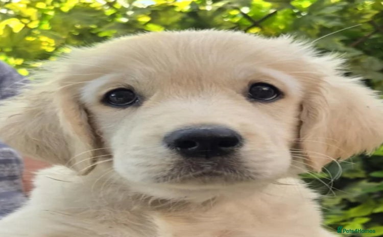Golden Retriever dogs - Advert 9