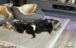 Mixed Breed cats for sale: Mixed breed kittens for sale - Image 9