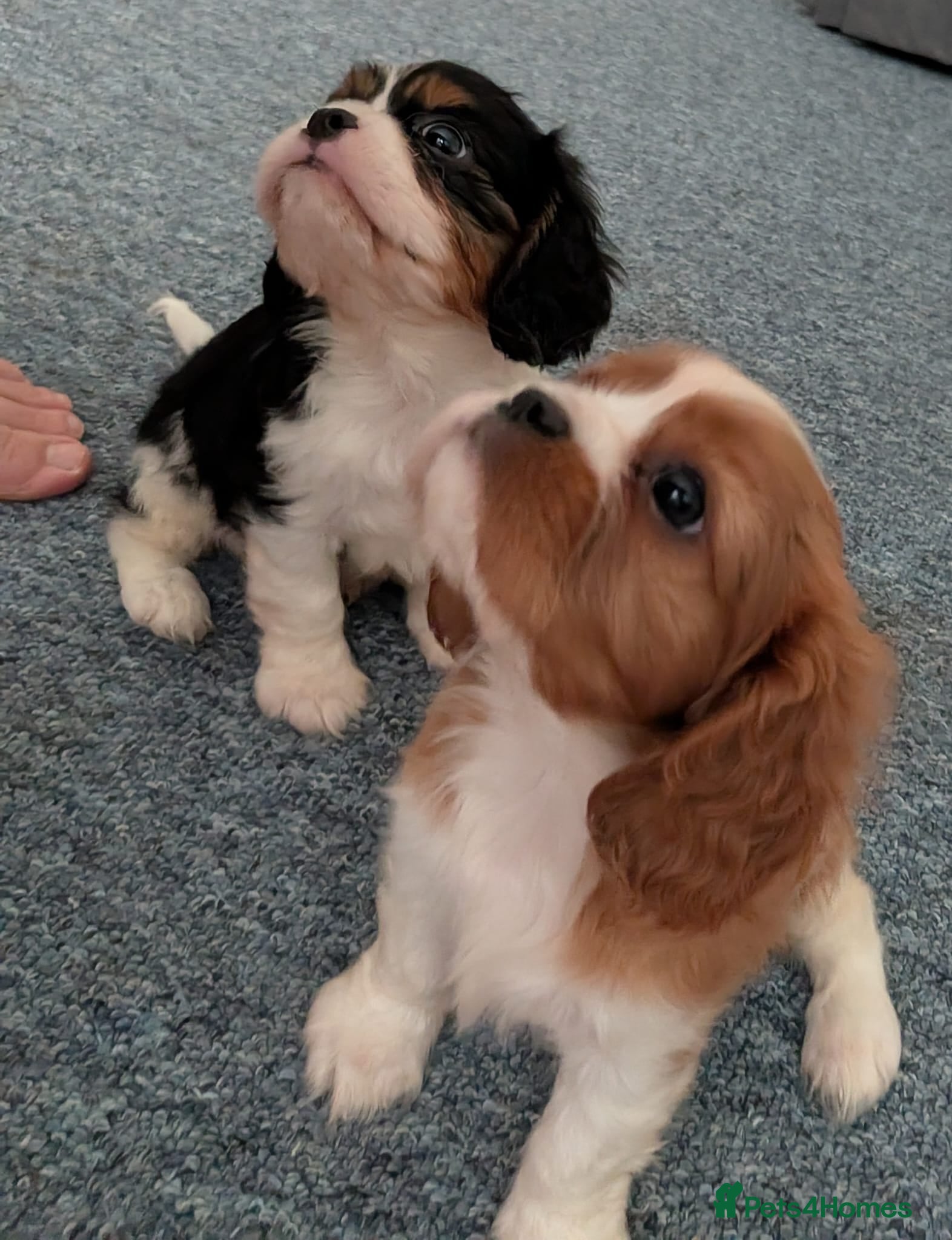Cavalier King Charles Spaniel dogs KC Health Tested Cavalier King Charles Spaniel Pup - Advert 1