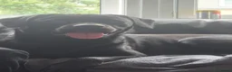 Mixed Breed dogs for sale: Male dog name bear Rottweiler/springer spaniel  in Grangemouth - Advert 4