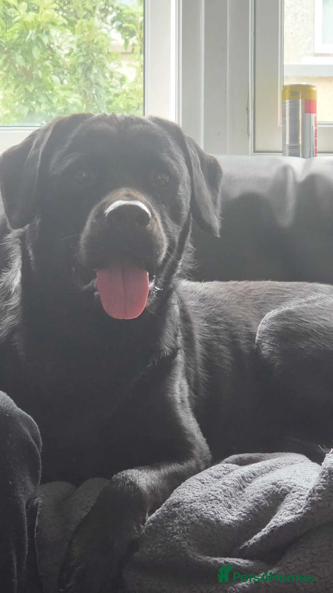 Mixed Breed dogs for sale: Male dog name bear Rottweiler/springer spaniel  in Grangemouth - Advert 4