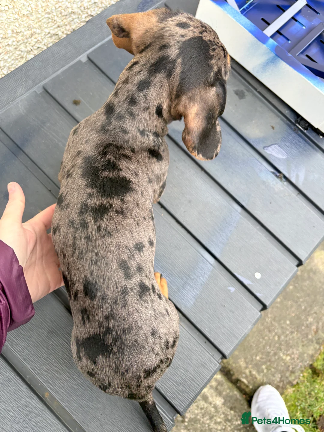 Miniature Dachshund dogs for sale: Dapple miniature Dachshund  - Advert 4