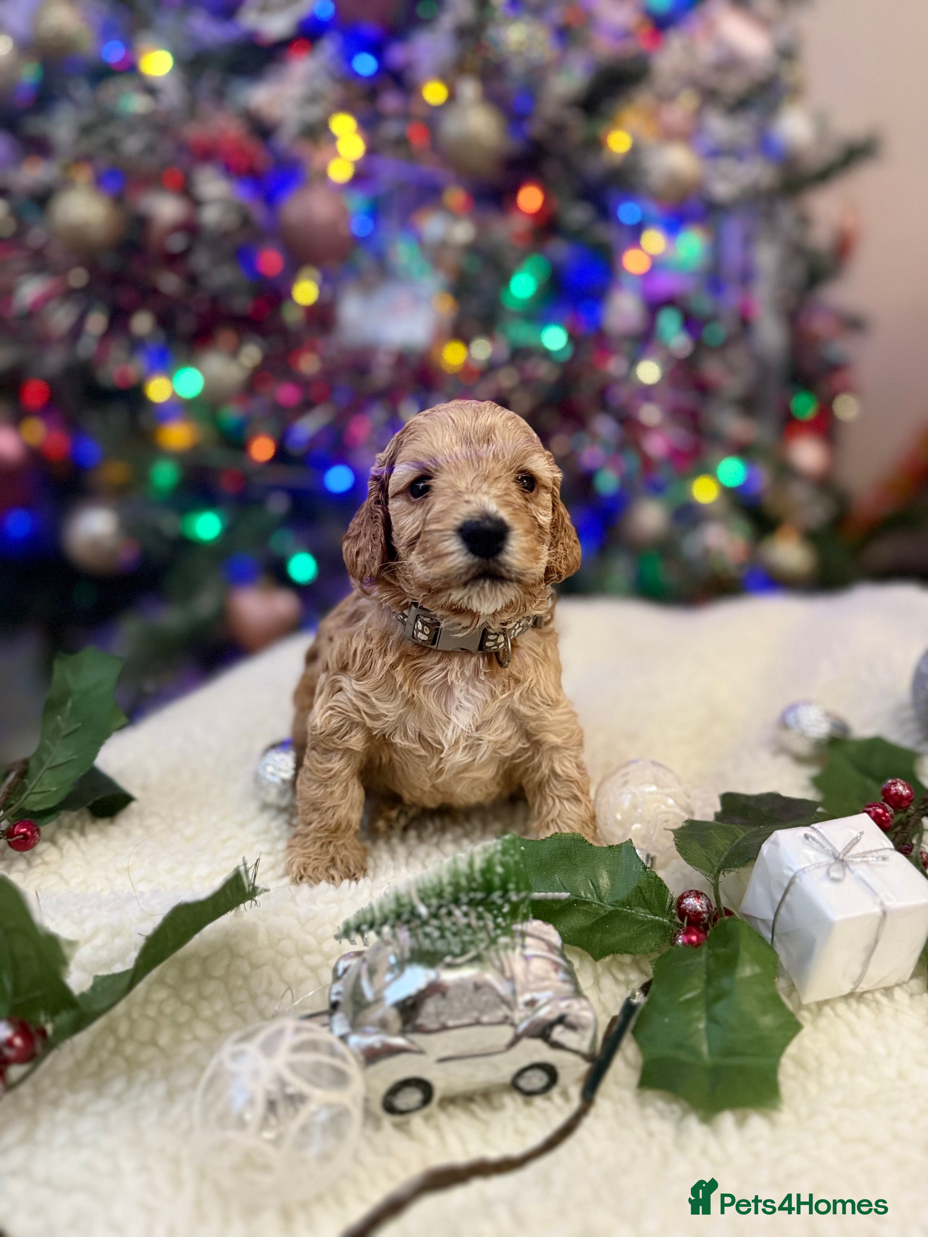 Cockapoo dogs One last pup available!! gorgeous F1 cockapoos  - Advert 16