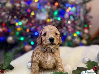 Cockapoo dogs One last pup available!! gorgeous F1 cockapoos - Advert 16