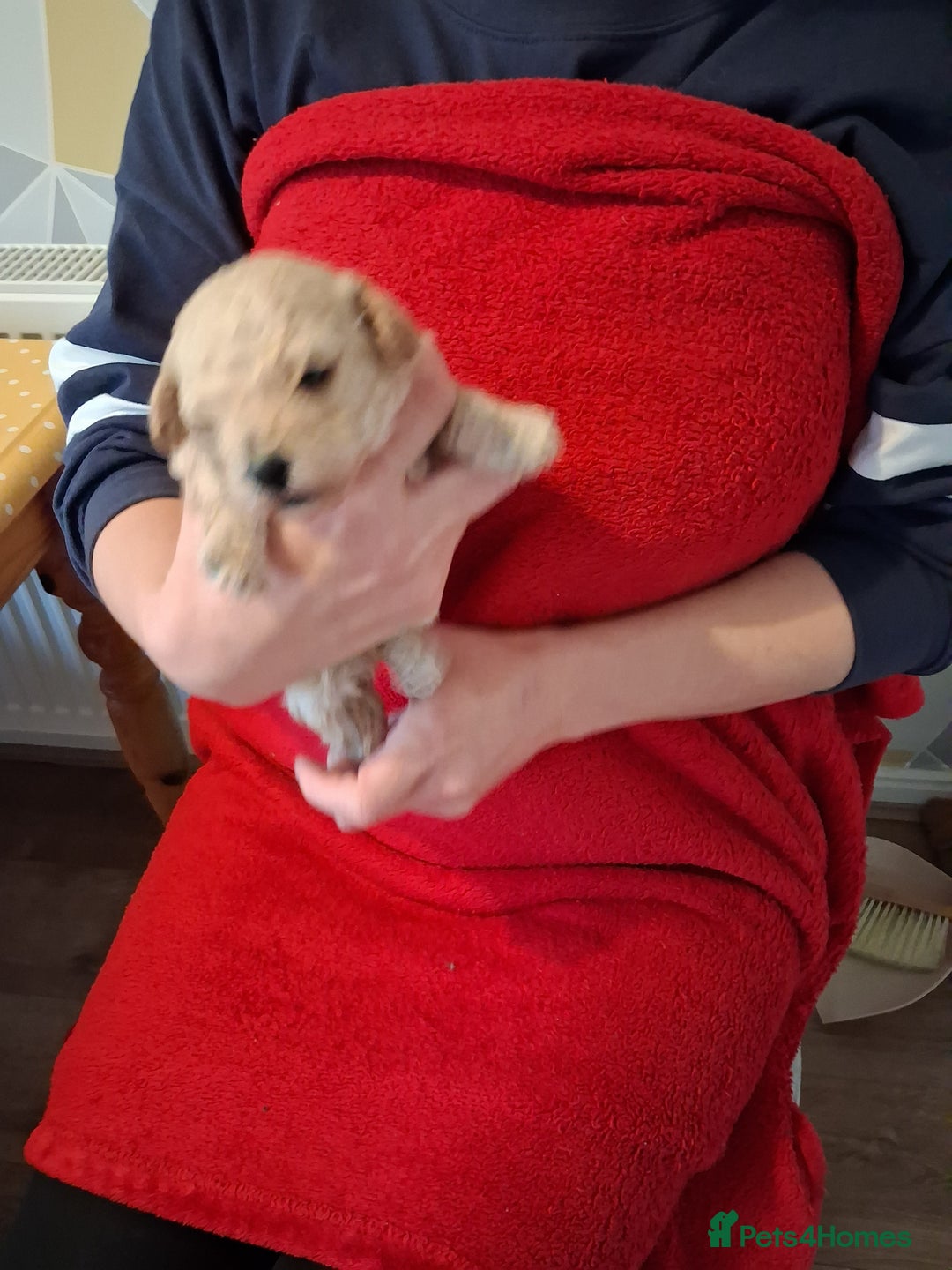 Cockapoo dogs for sale: 5 Cockapoo puppies 3 girls 2 boys  - Image 3