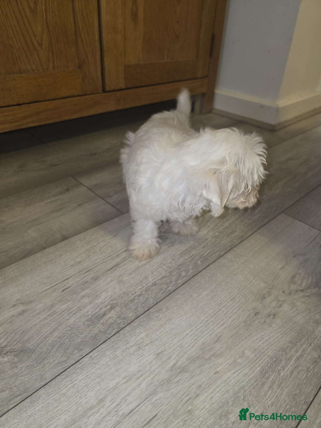 Maltese dogs for sale: Maltese puppies  - Image 14