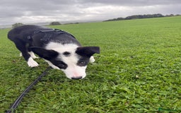 Border Collie dogs for sale: Border Collie for sale - Image 4