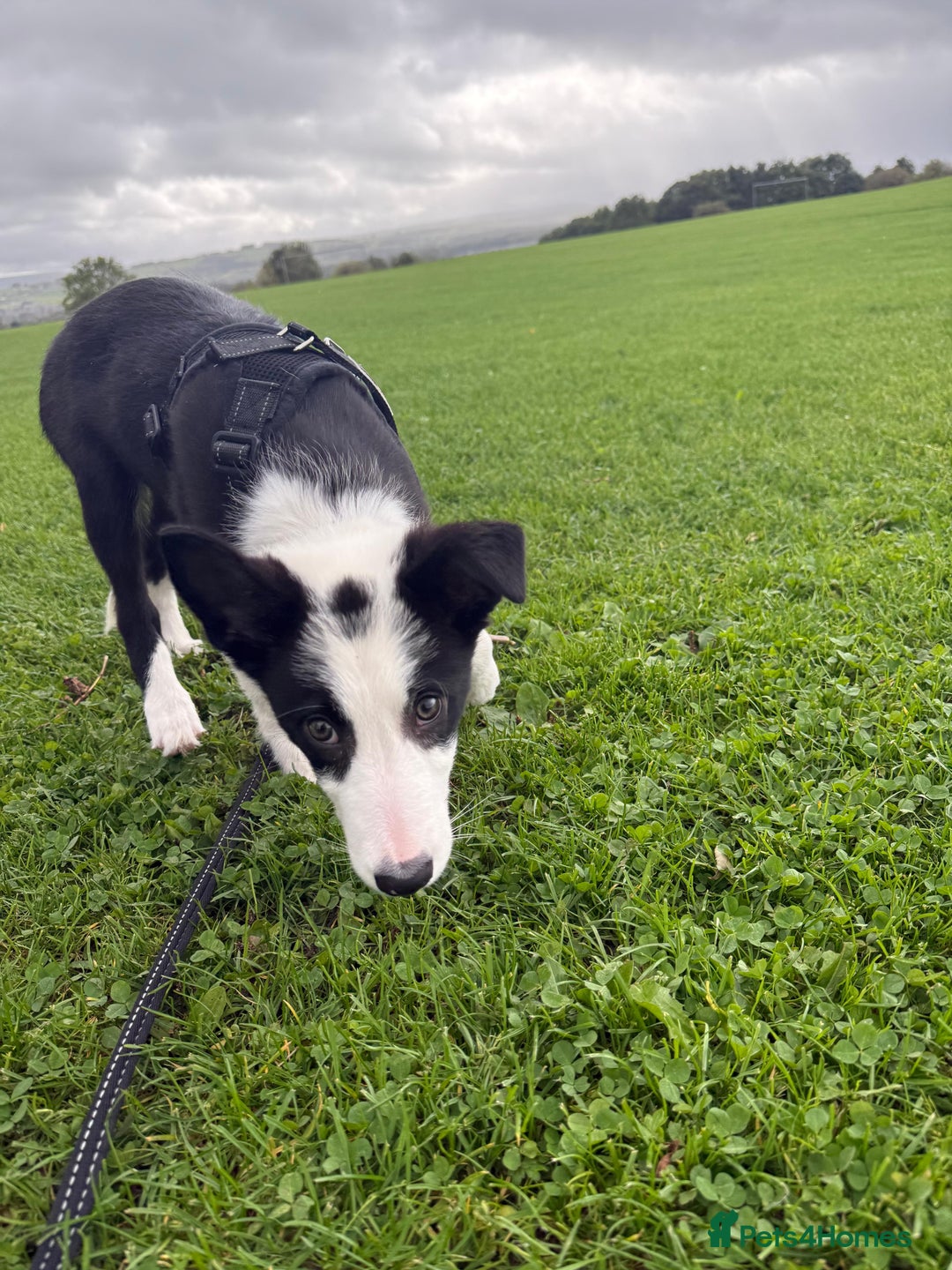 Border Collie dogs for sale: Border Collie for sale - Image 4