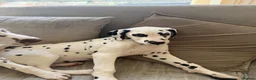 Dalmatian dogs for sale: KC Reg Dalmatian Male Puppy Ready Now - Advert 6