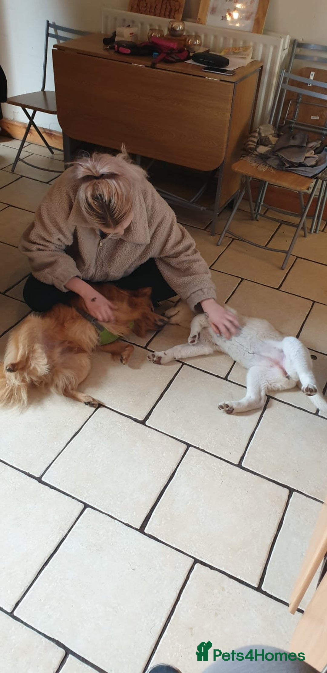 Mixed Breed dogs for adoption: 💙Dexter: 8,5 years  old Pomeranian cross💙 - Advert 7