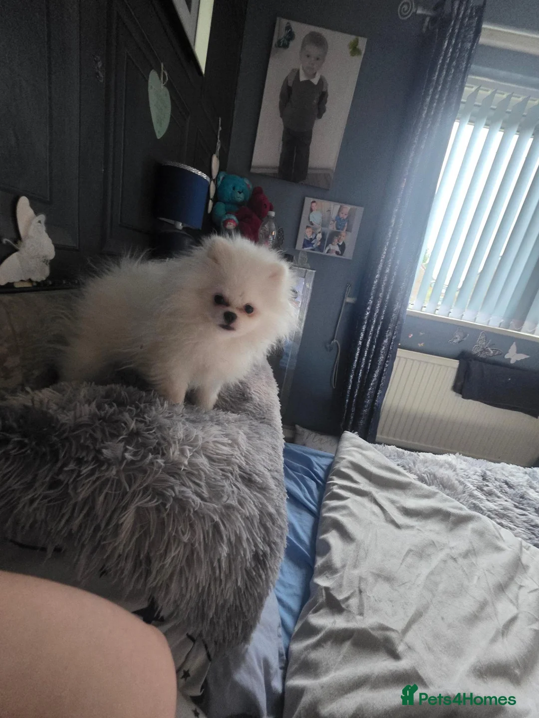 Pomeranian dogs for sale: 1 White beautifull teddy bear pomeranian  in Rochdale - Advert 2