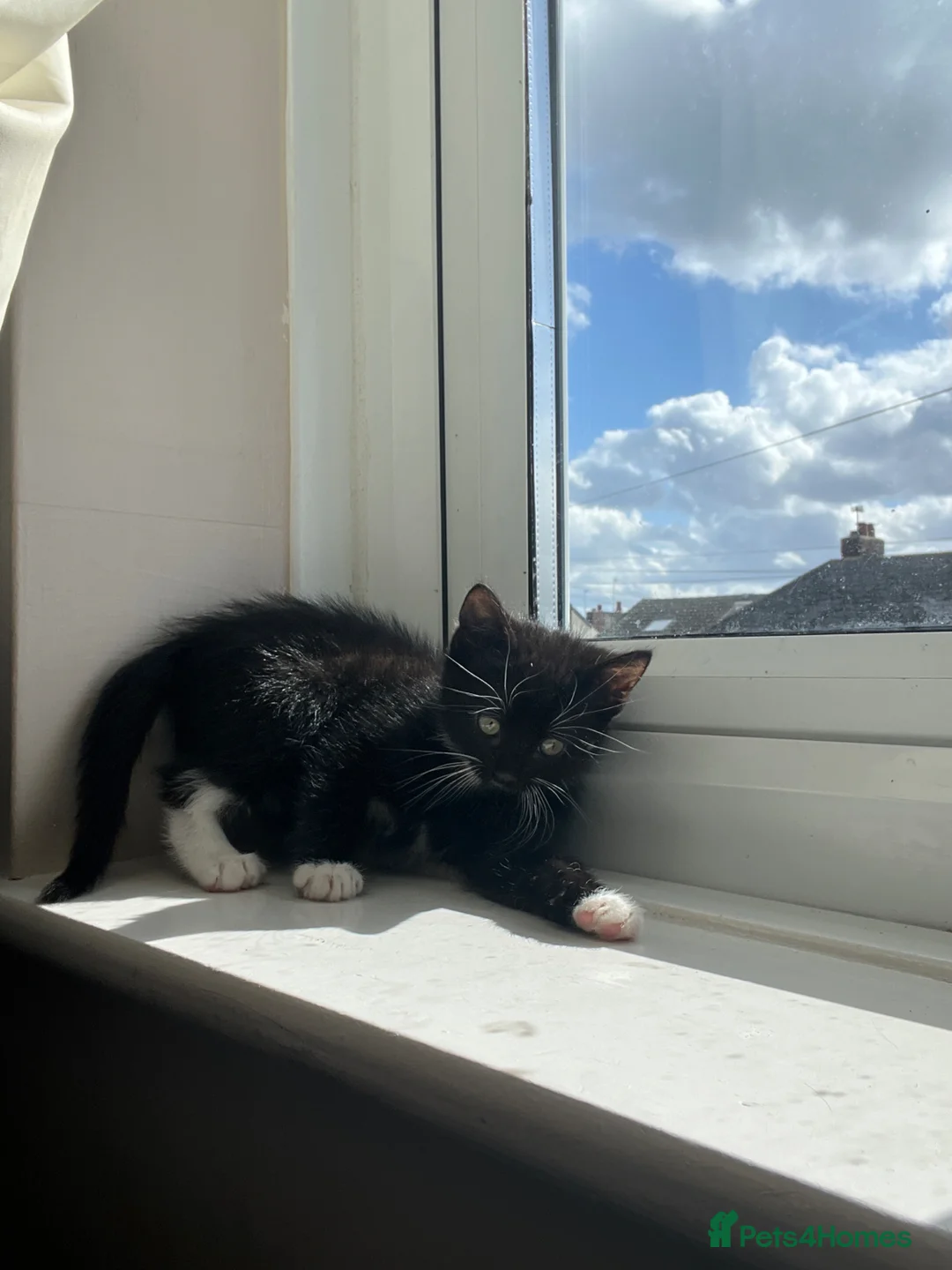 British Shorthair cats for sale: Male kitten  - Advert 1