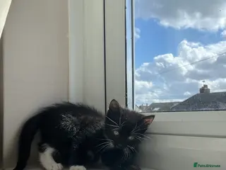 British Shorthair cats Male kitten - Advert 3