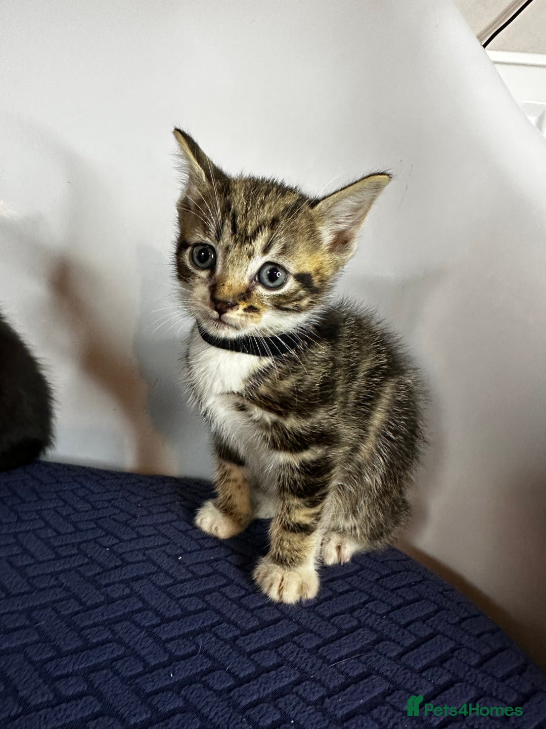 Domestic Shorthair cats for sale: Little ones  - Image 6