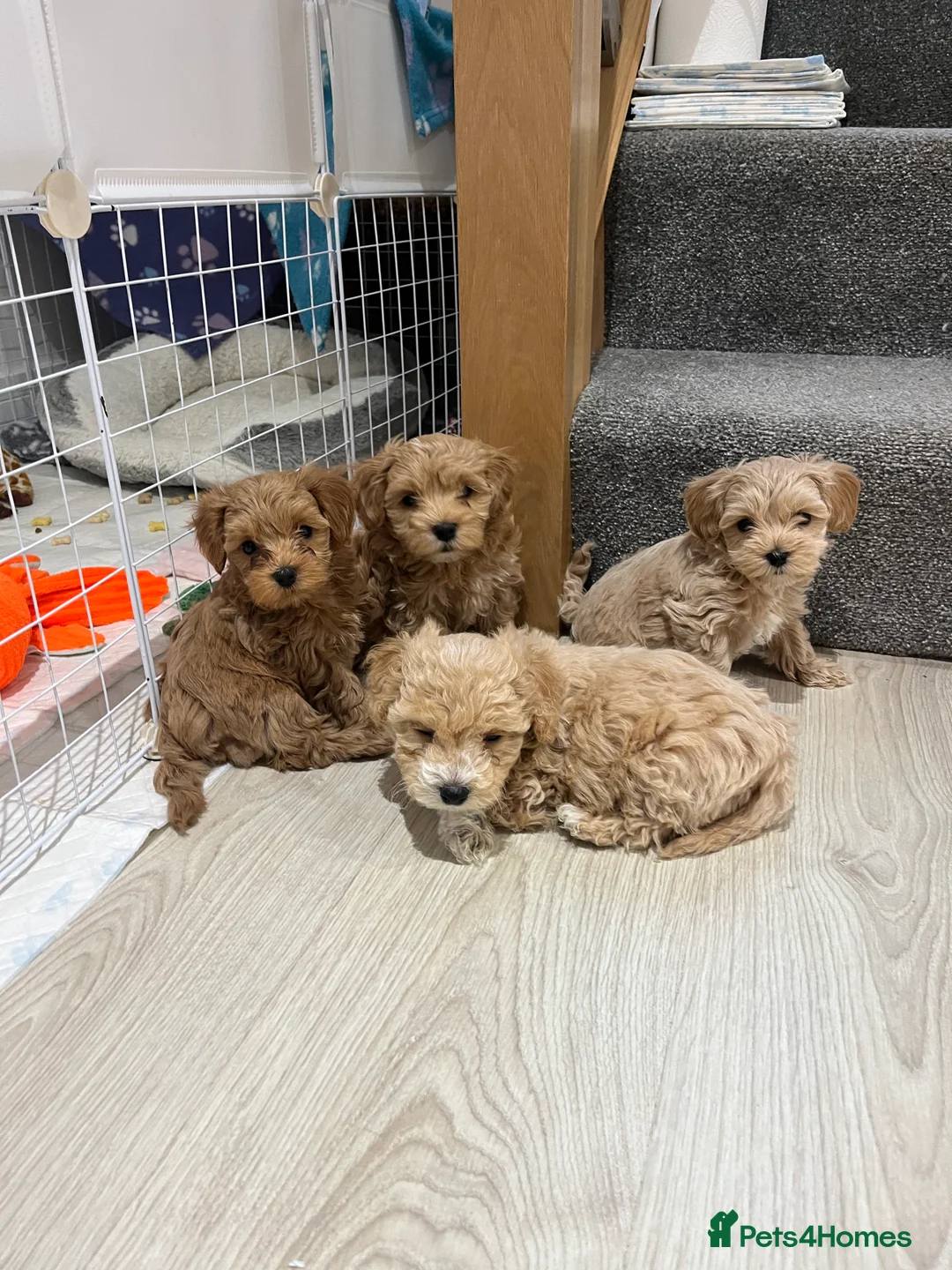 Maltipoo dogs for sale: Gorgeous Maltipoo Pups looking for their new home  - Advert 34