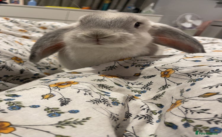 English Lop rabbits - Advert 1