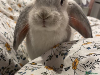 English Lop rabbits - Advert 20