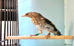 Finches birds for sale: juvenile goldfinches available! 2025 bbc rung!  - Image 6