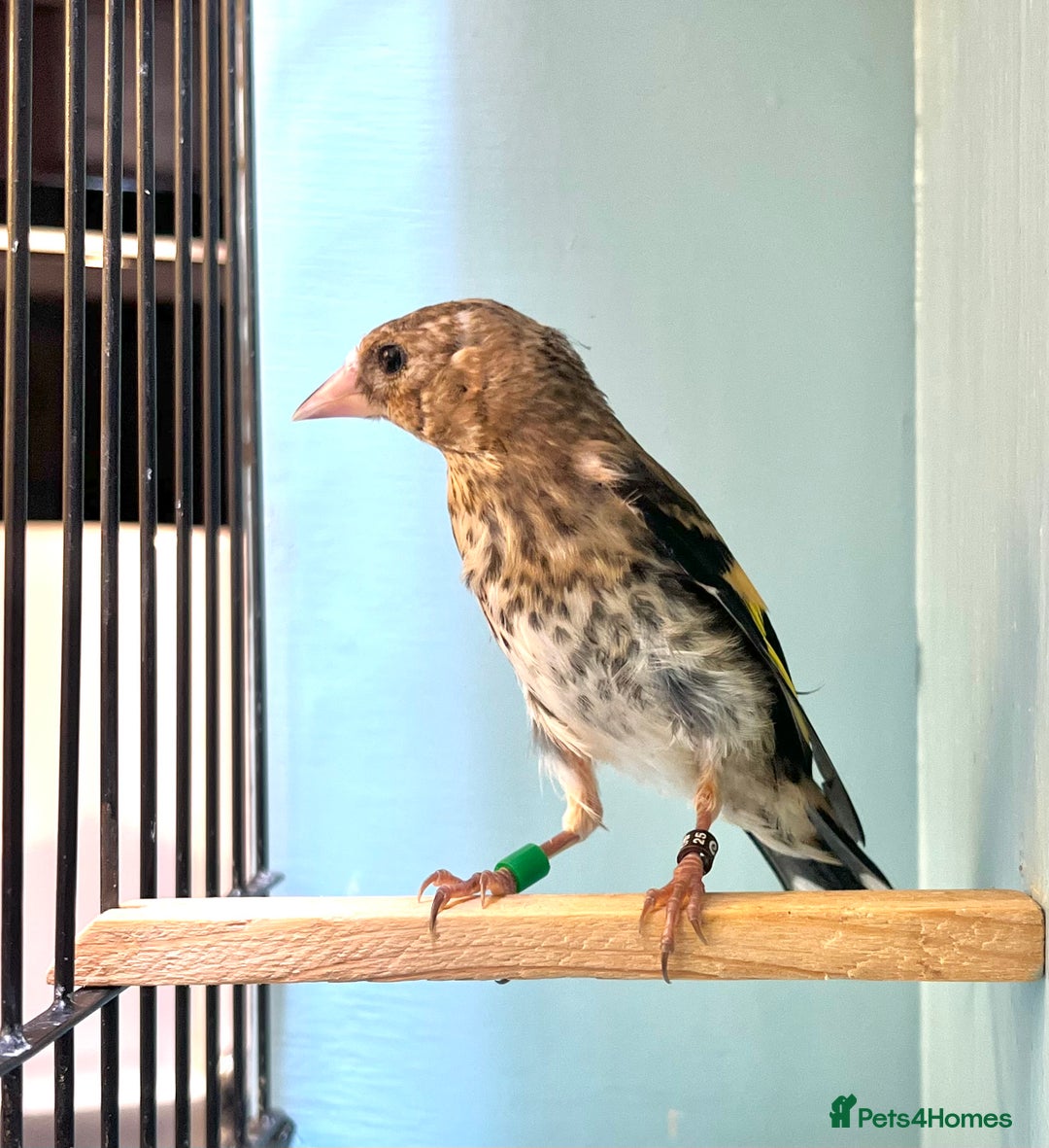 Finches birds for sale: juvenile goldfinches available! 2025 bbc rung!  - Image 6