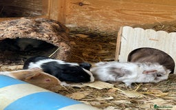 Guinea Pig rodents for sale: Baby Guinea Pigs - Image 6