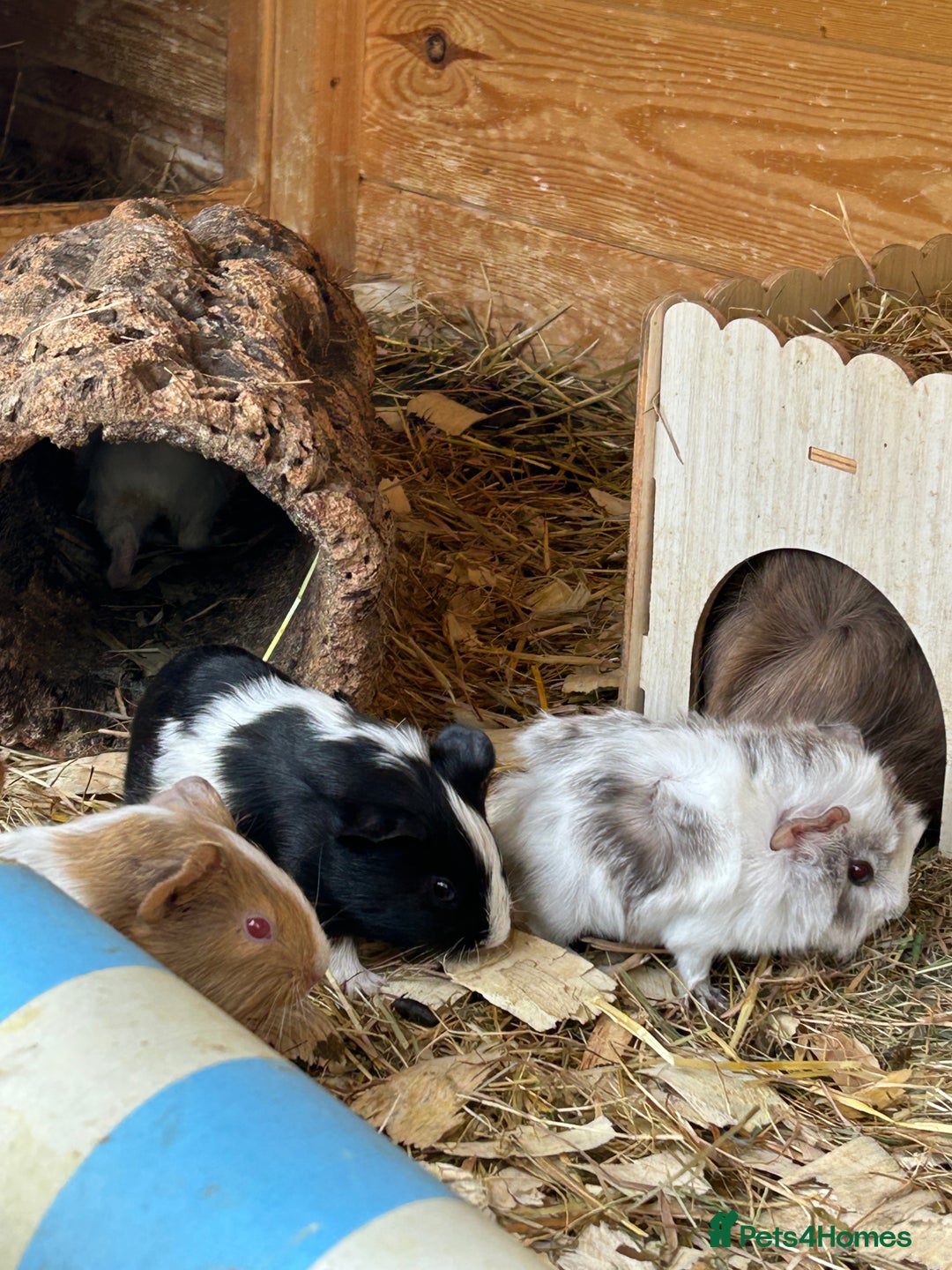 Guinea Pig rodents for sale: Baby Guinea Pigs - Image 6