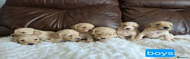 Cockapoo 1