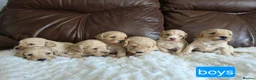 Cockapoo dogs for sale: DNA Health Tested Cockapoos Apricot/Golden - Advert 17
