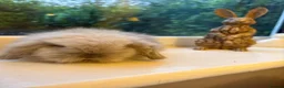 Mini Lion Lop rabbits for sale: Fluffy mini lion lop baby bunny rabbits  - Advert 4