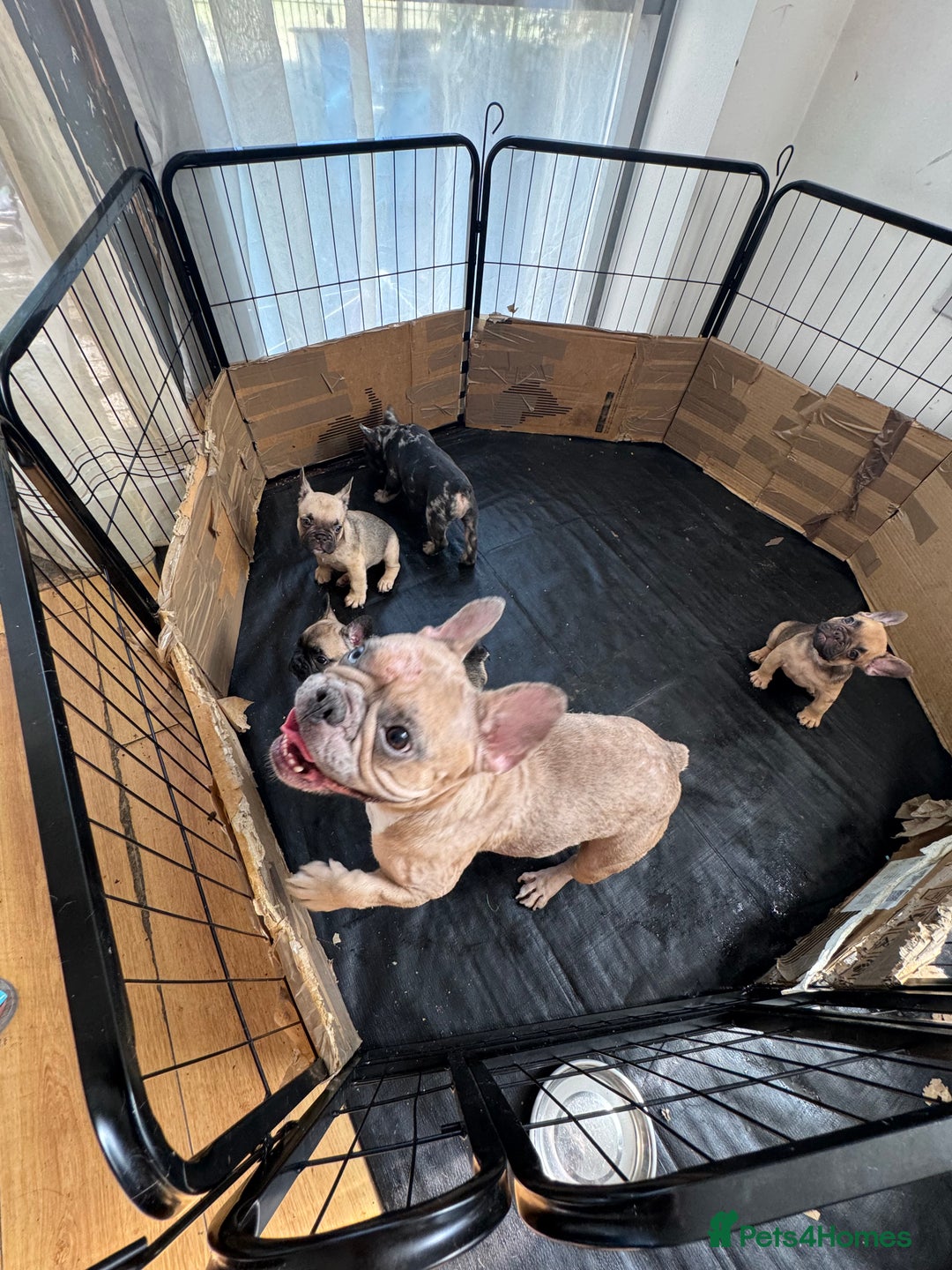 French Bulldog dogs for sale: Fluffy Gene Carrying Frenchies - Image 17