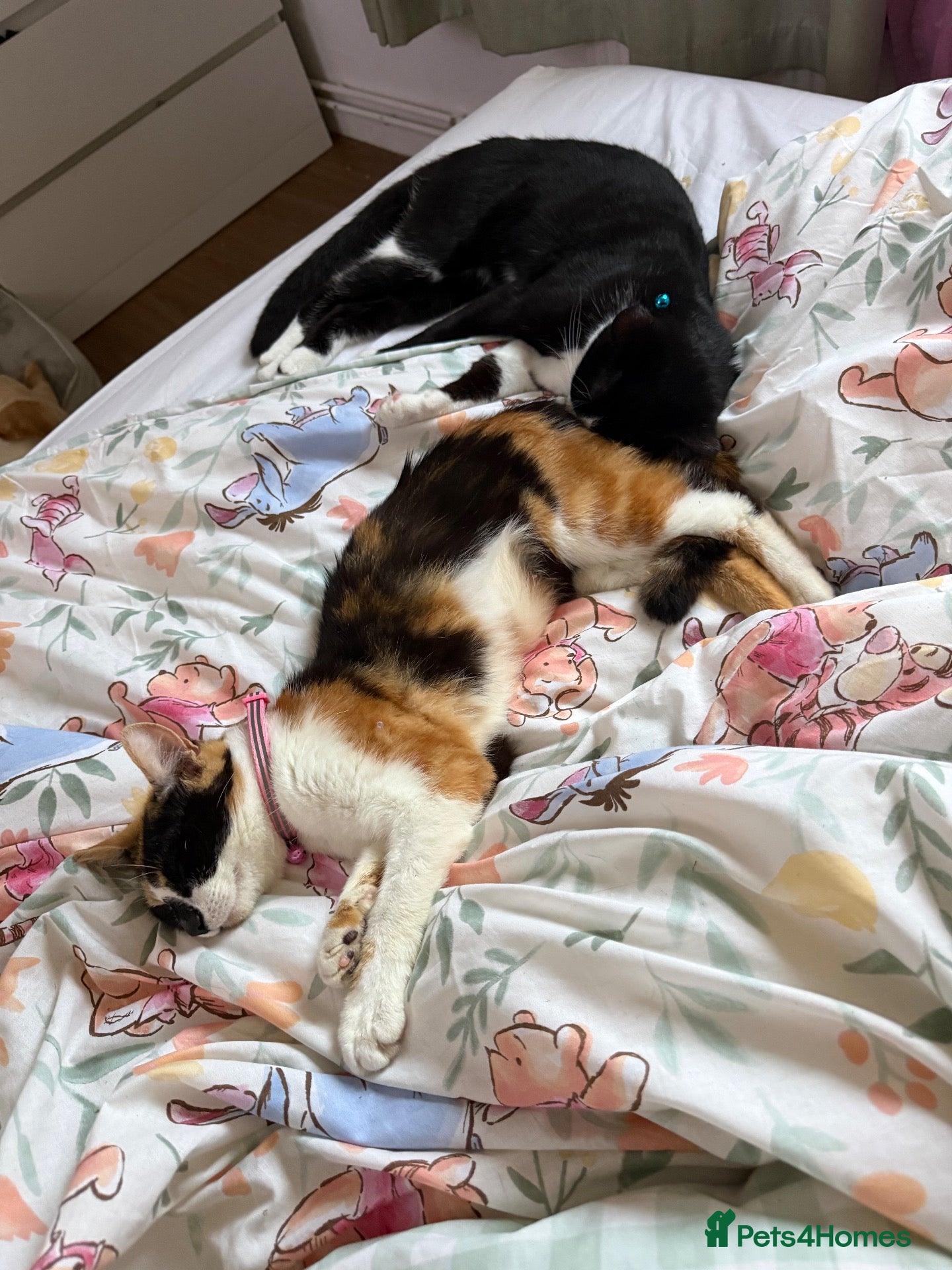 Mixed Breed cats Re homing  - Advert 3