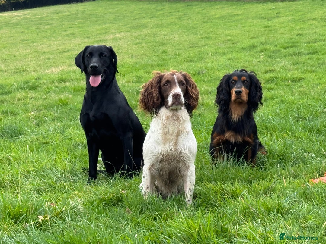 Cocker Spaniel dogs for stud: Working Cocker - For Stud - Advert 4