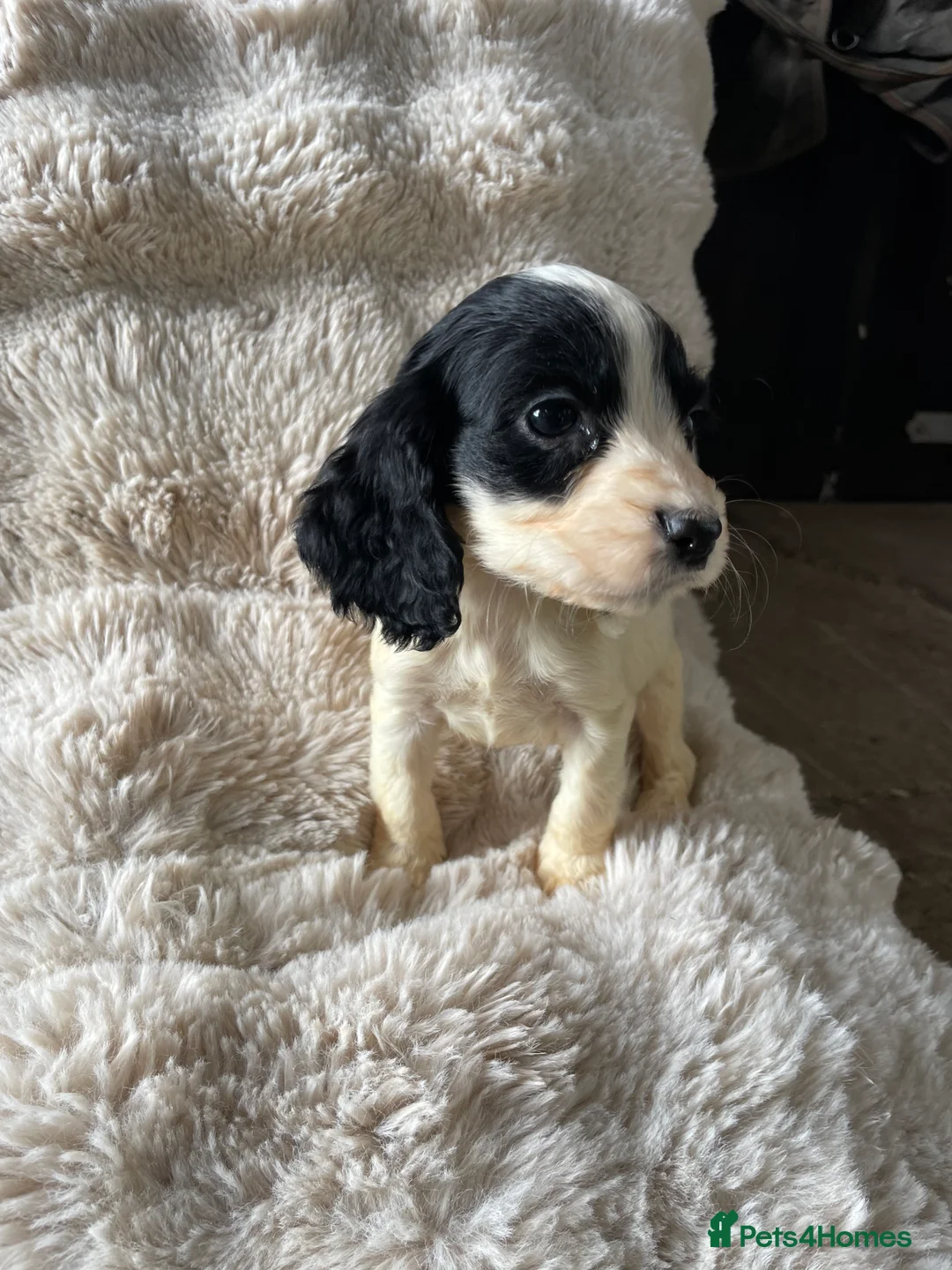 Cocker Spaniel dogs for sale: Working cocker spaniels  - Advert 15